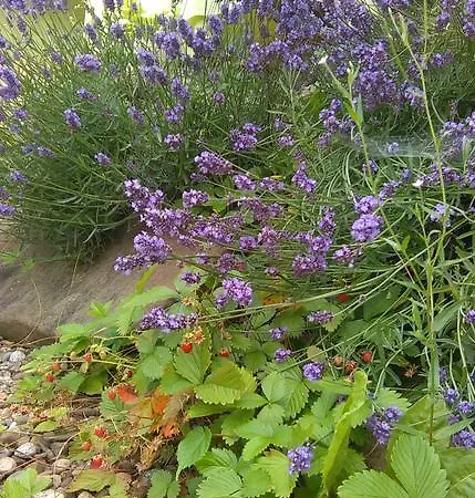 Agroturystyka Tylmanowa ファームステイ *