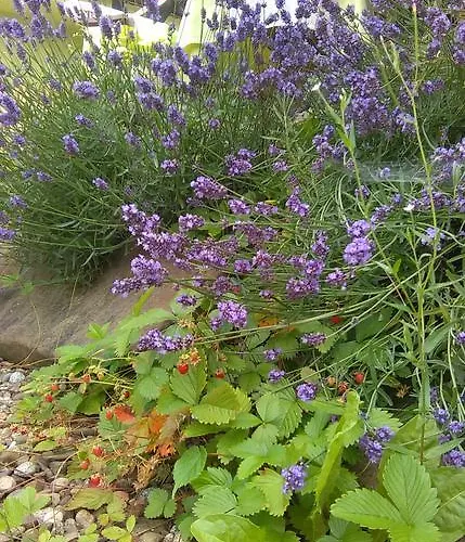 Agroturystyka Tylmanowa Gospodarstwo agroturystyczne *